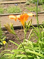 Hemerocallis Fulva (fam. Liliacees) (Europe meridionale) (2) (Photo F. Mrugala)